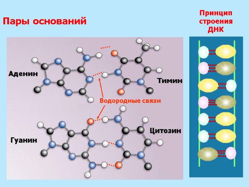 Пары оснований Принцип строения ДНК Водородные связи